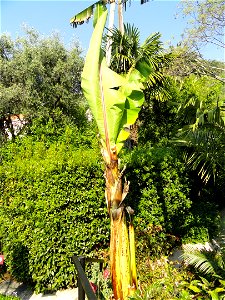 Ensete ventricosum specimen in the Jardin botanique du Val Rahmeh, Menton, Alpes-Maritimes, France.