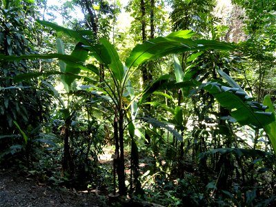 San Juan Botanical Garden (Botanical Garden of the University of Puerto Rico), Río Piedras, Puerto Rico.