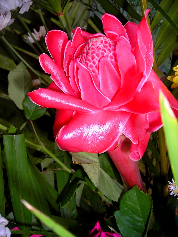 Etlingera elatior - Thailand (might be introduced though).