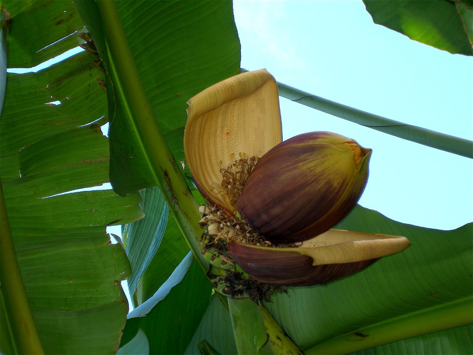 Japanese Banana Flowering for the first time at Cotswold Wildlife Park and Gardens