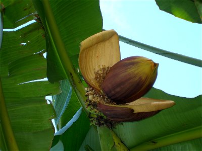 Japanese Banana Flowering for the first time at Cotswold Wildlife Park and Gardens