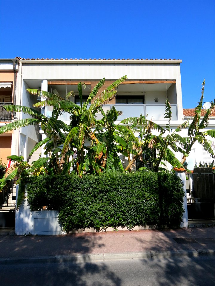 Banana tree in Carnolès near the railway station (Alpes-Maritimes, France).