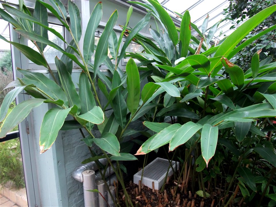 A photograph of Alpinia zerumbet.