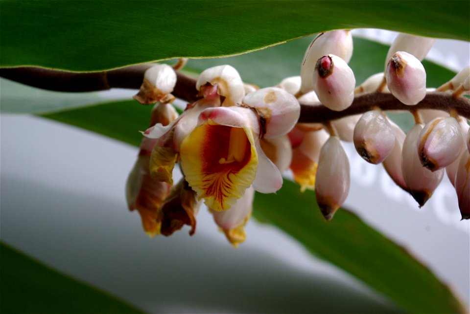Alpinia zerumbet im Botanischen Garten von Puerto de la Cruz, Teneriffa