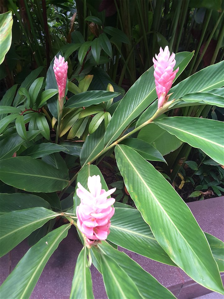 Alpinia purpurata at Istana Park Singapore photo