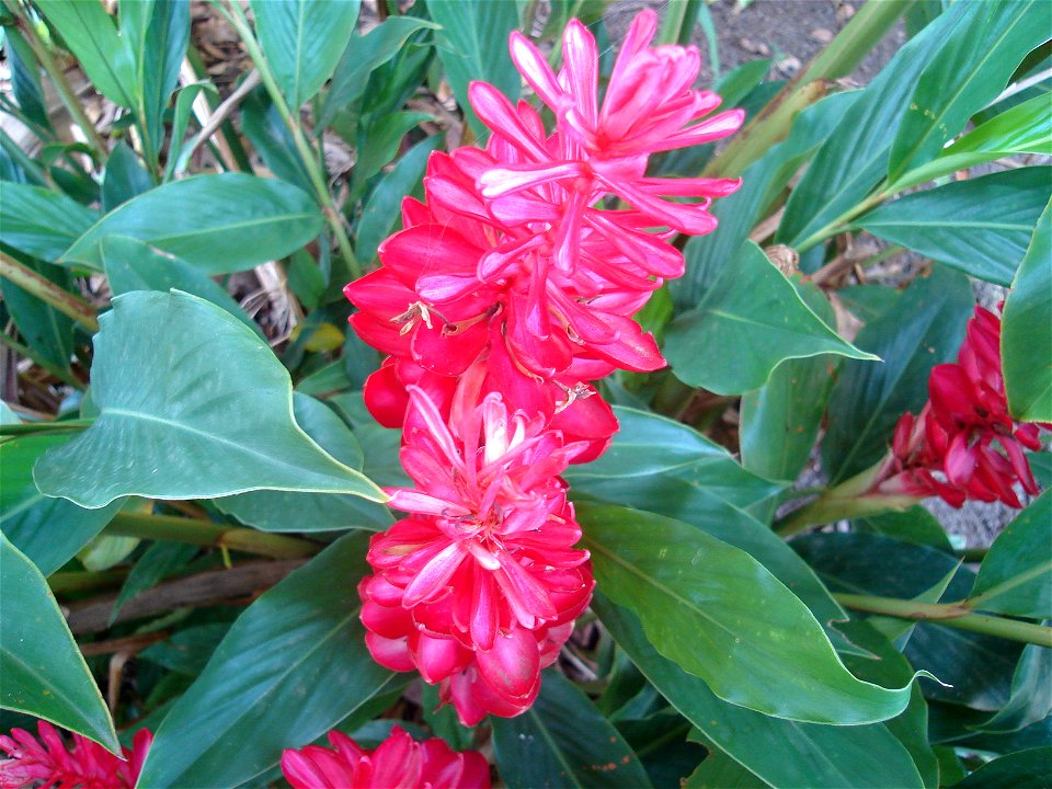 La Amapola is the national flower of the country of Puerto Rico. photo