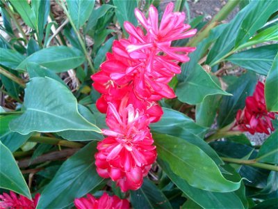 La Amapola is the national flower of the country of Puerto Rico. photo