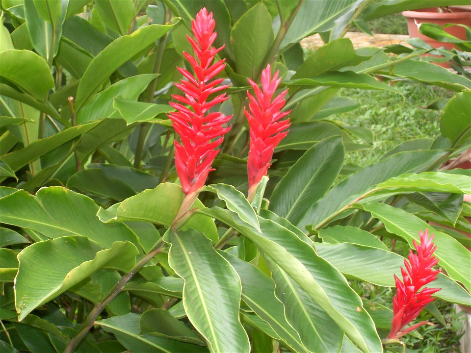 unidentified plant in Palenque, Mexico