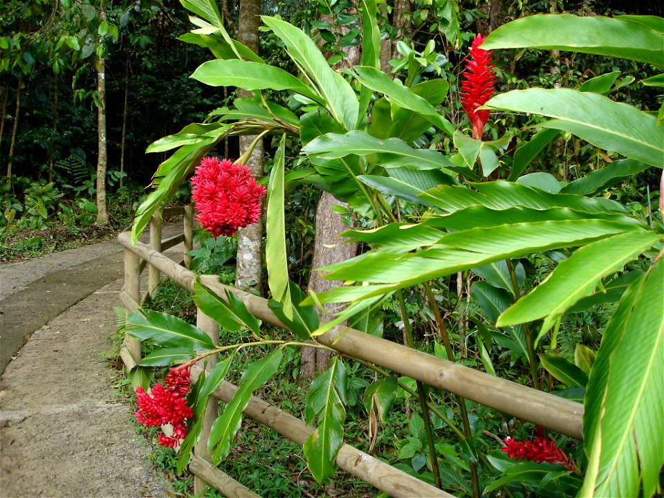 Red Gingers in Guadeloupe