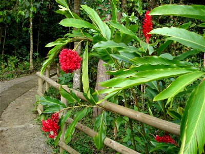 Red Gingers in Guadeloupe photo