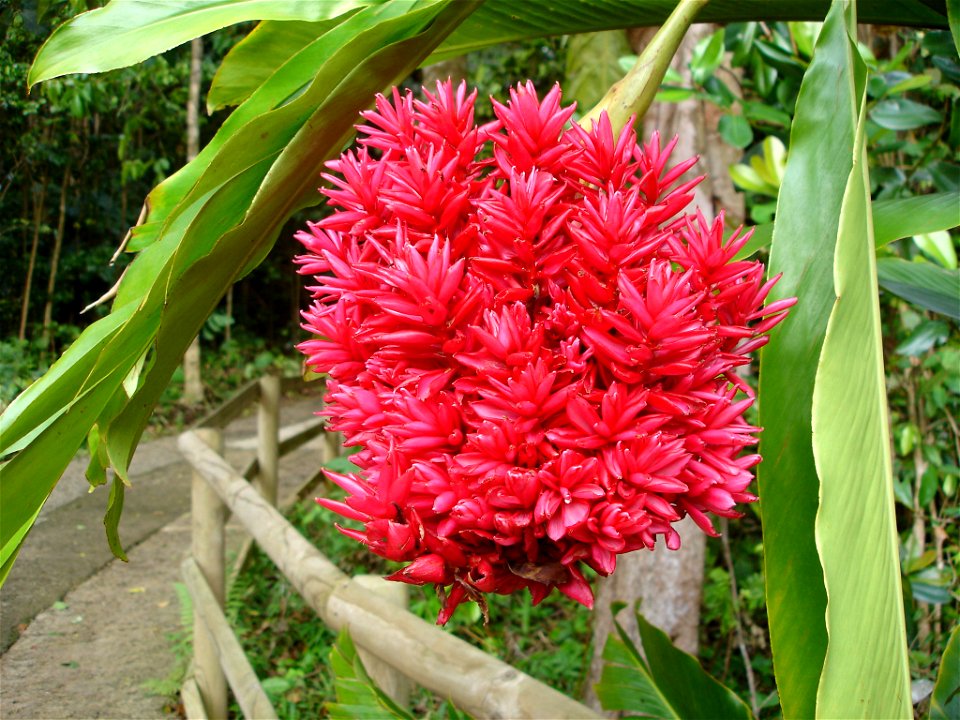 Red ginger, Guadeloupe, flowerhead branching more profusely than usual