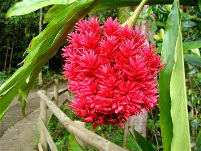 Red ginger, Guadeloupe, flowerhead branching more profusely than usual photo