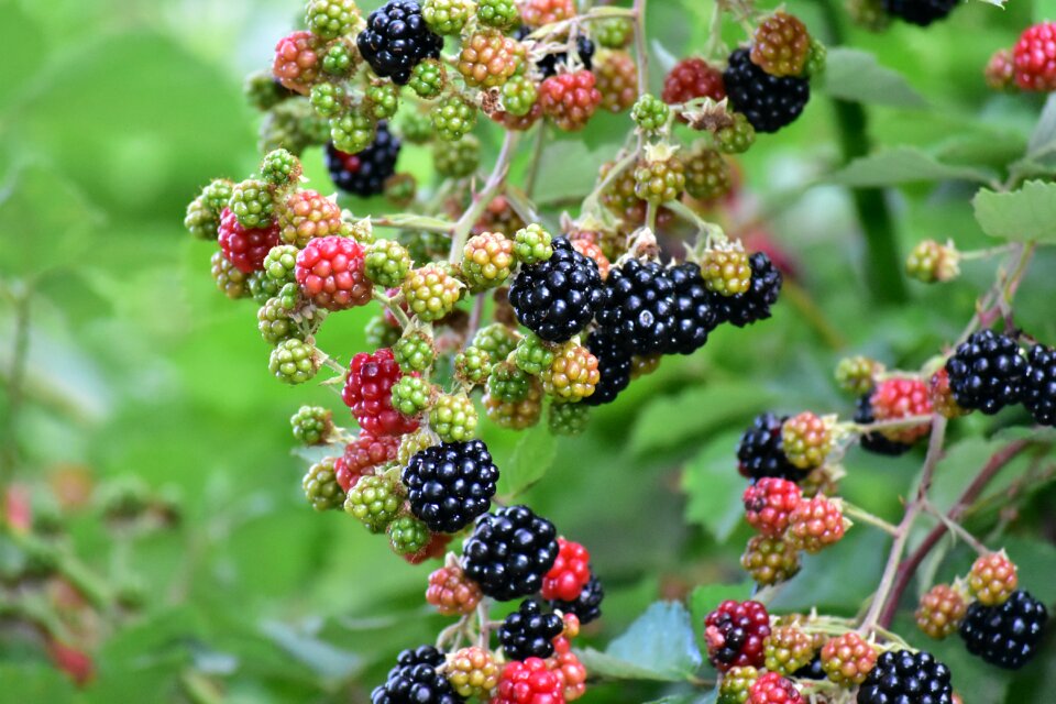 Forest fruit fine
