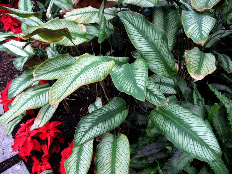 A photograph of Calathea ornata 'Roseo-lineata'.