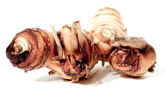 Root of the galangal plant, used in Asian cooking and for medicinal uses. photo
