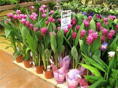 Curcuma alismatifolia in a garden centre. Identified by its commercial botanic label.