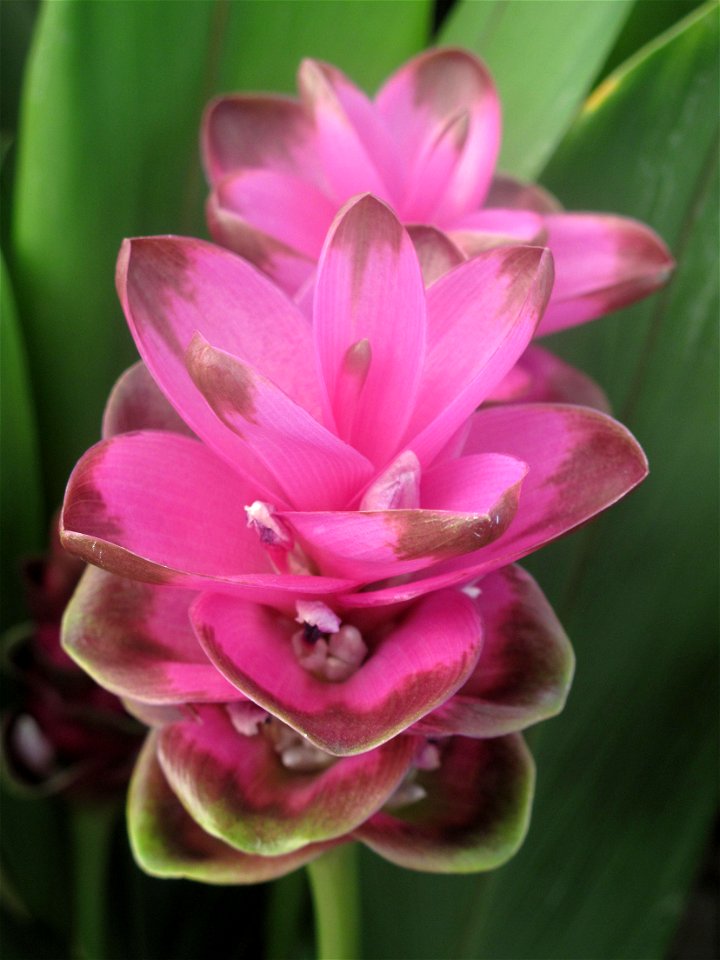 Curcuma alismatifolia in a garden centre. Identified by its commercial botanic label.