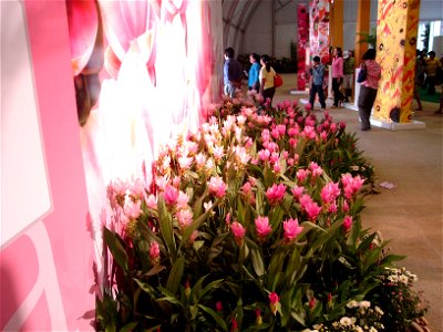 in Royal Flora Expo 2006, Chiangmai, Thailand