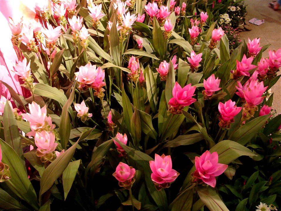 in Royal Flora Expo 2006, Chiangmai, Thailand