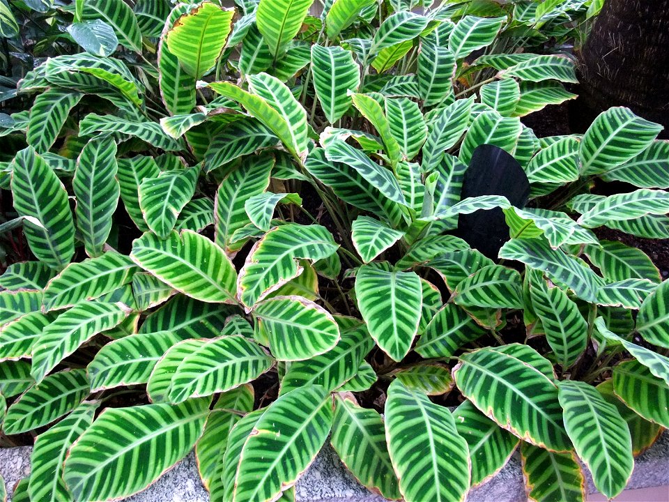 A photograph of Calathea zebrina.