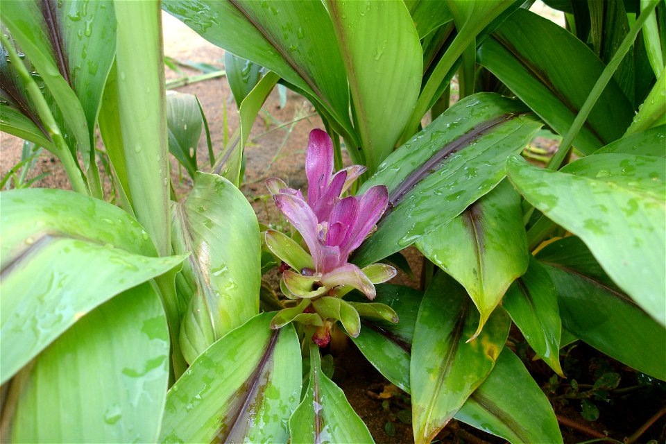 Curcuma caesia, or black turmeric