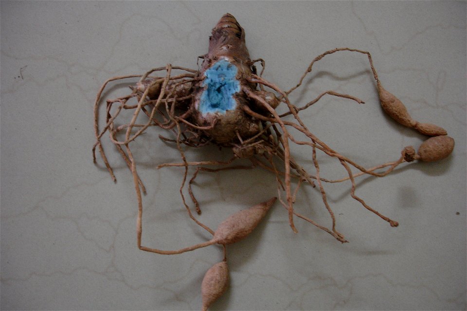 Rhizome of Curcuma caesia, or black turmeric