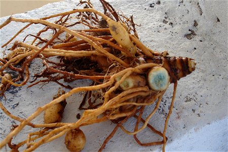Rhizome of Curcuma caesia, or black turmeric