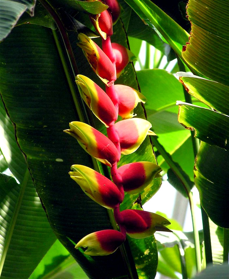 Heliconia rostrata at Kew Gardens, London, England. 

Taken by Adrian Pingstone in June 2005 and released to the public domain.