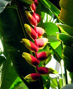 Heliconia rostrata at Kew Gardens, London, England. 

Taken by Adrian Pingstone in June 2005 and released to the public domain.