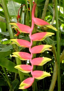 Heliconia Flower in Kew Gardens