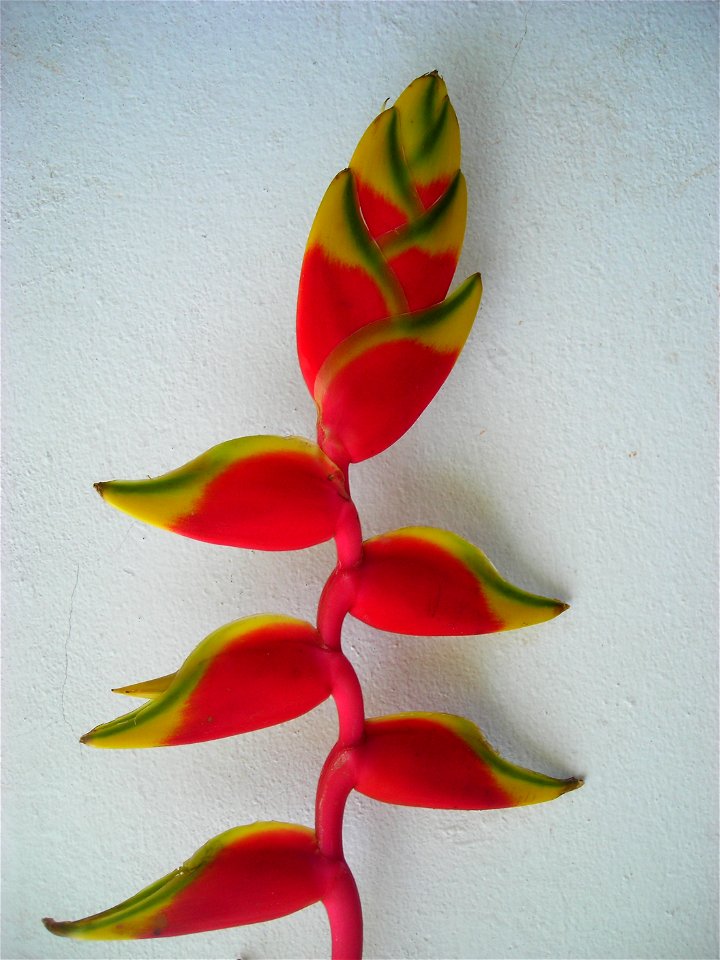 Unidentified Heliconia (Detail), seen in Thailand -- Thai name: "Dok Dalaa".