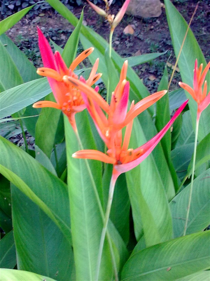Unidentified plant in Krabi, Thailand