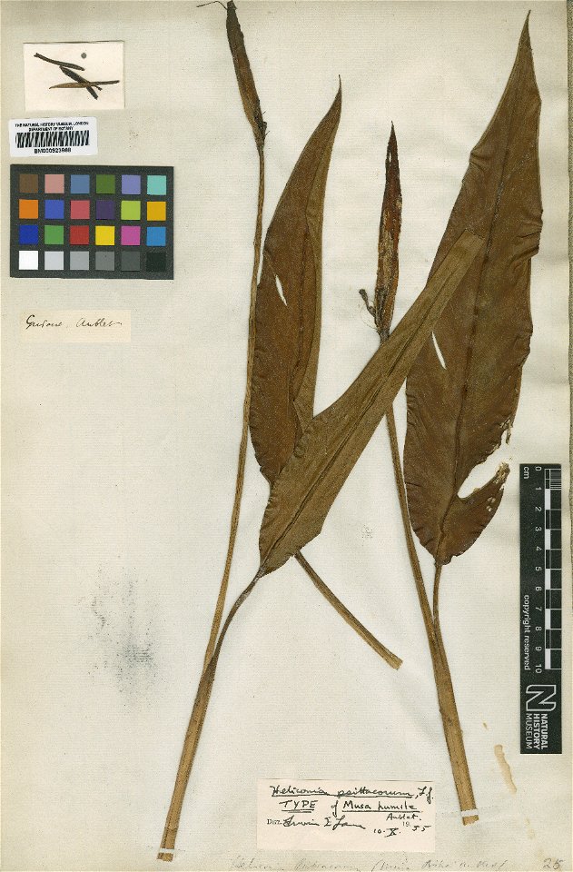 Musa humilis Aubl. (=Heliconia psittacorum L.f.) - herbier collecté par Aublet en Guyane, conservé au British Museum BM000923868