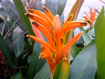 Heliconia in Singapore