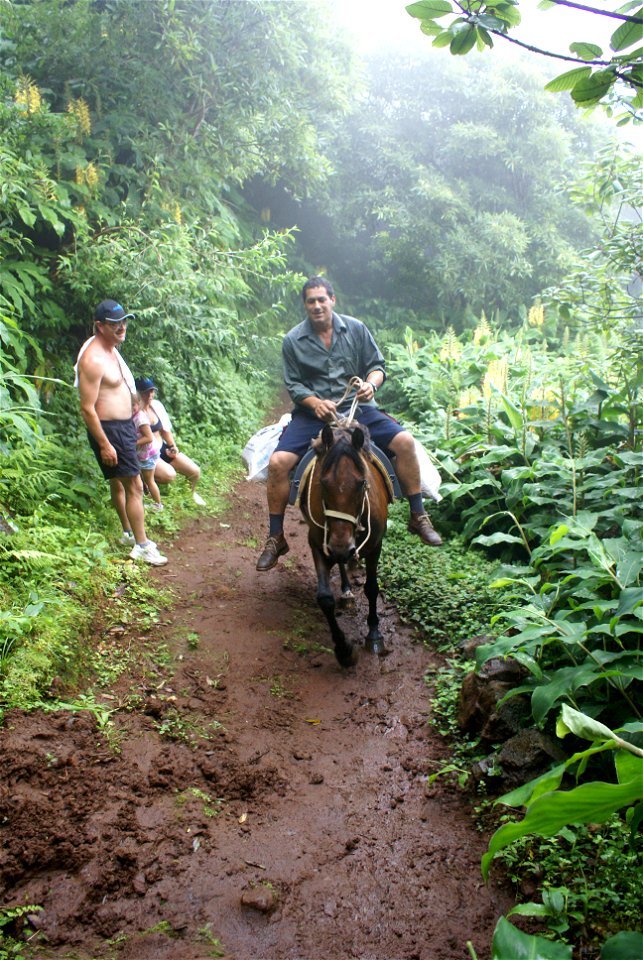 Fajã João Dias, um dos meios de transporte, destaque para o nevoeiro e a flora da macaronésia, Rosais, Velas, ilha de São Jorge, Açores