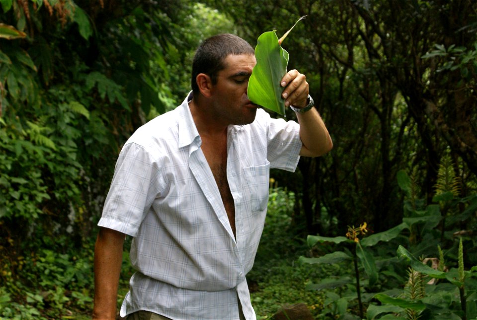 Fajã de Vasco Martins, forma tradicional de beber água usando uma folha de Hedychium gardnerianum, vulgarmente denominada por Conteira, Toledo, Velas, ilha de São Jorge