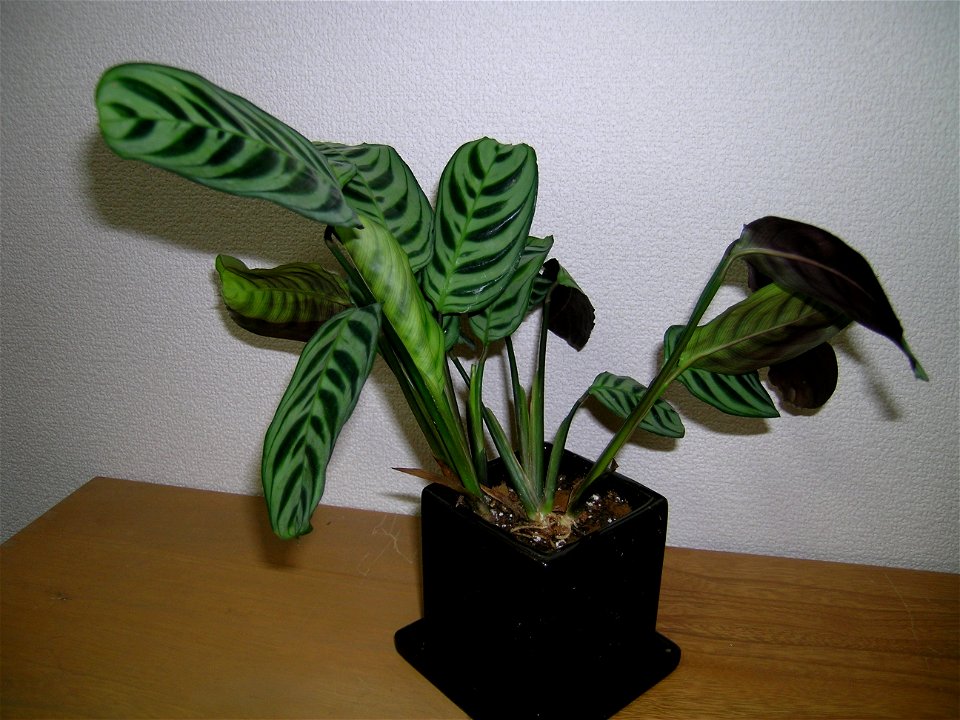 Ctenanthe is garden plant.
It is grow well in indoors. A plant with beautiful leaves.
日本語：園芸植物の一種で、室内でもよく育つ。葉が美しい観葉植物。
It is one's private property.Take a photograph in my home.

photo:S.Tanaka