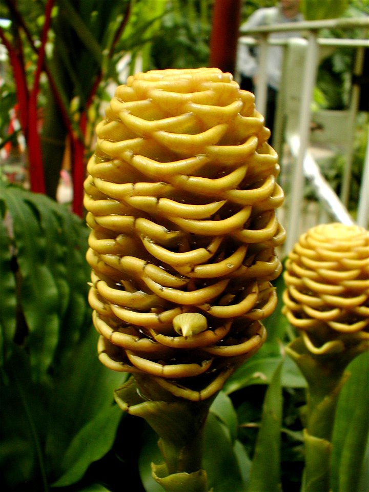 Zingiber spectabile