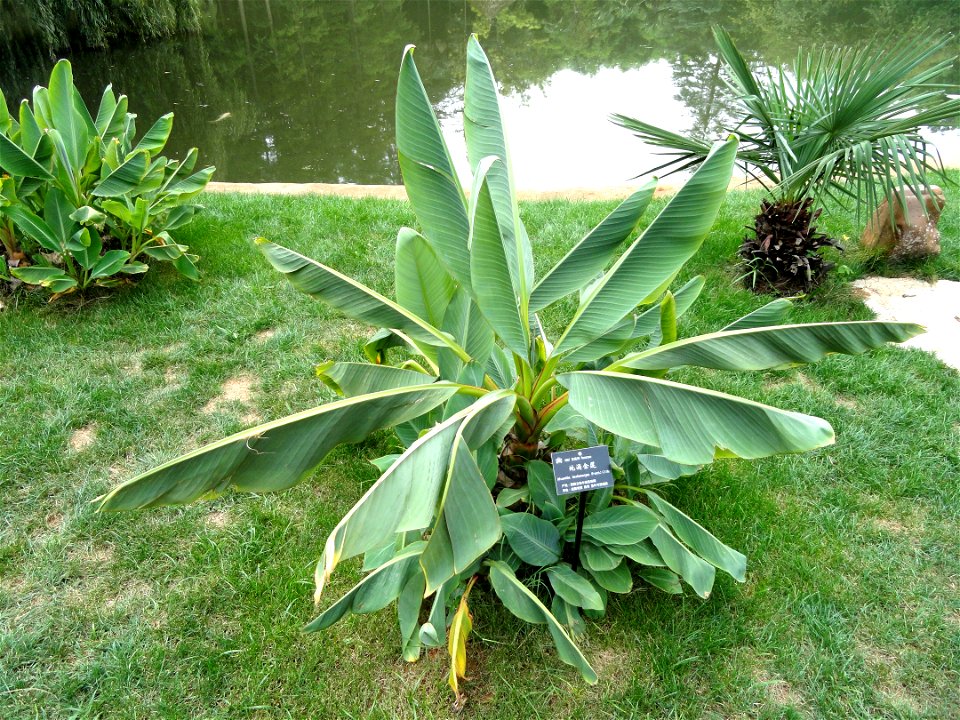 Plant specimen in the Kunming Botanical Garden, Kunming, Yunnan, China.