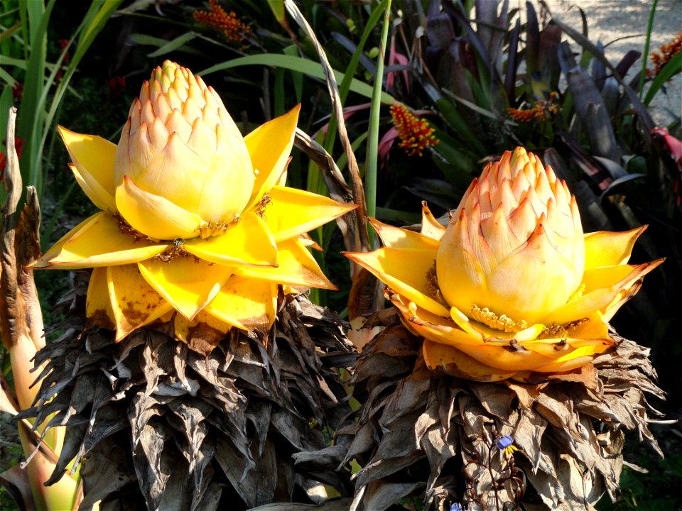 Musella lasiocarpa specimen in the Jardin botanique du Val Rahmeh, Menton, Alpes-Maritimes, France.