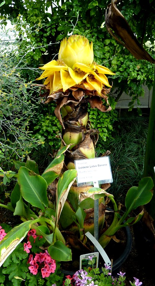 Musella lasiocarpa in der Wilhelma
