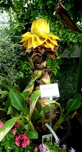 Musella lasiocarpa in der Wilhelma