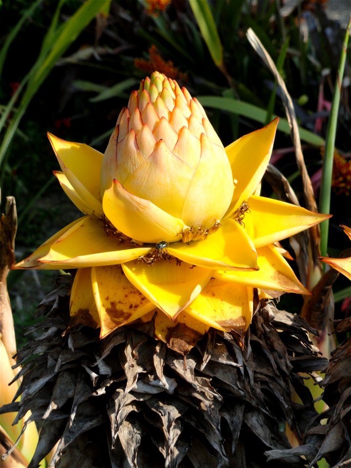 Musella lasiocarpa specimen in the Jardin botanique du Val Rahmeh, Menton, Alpes-Maritimes, France.