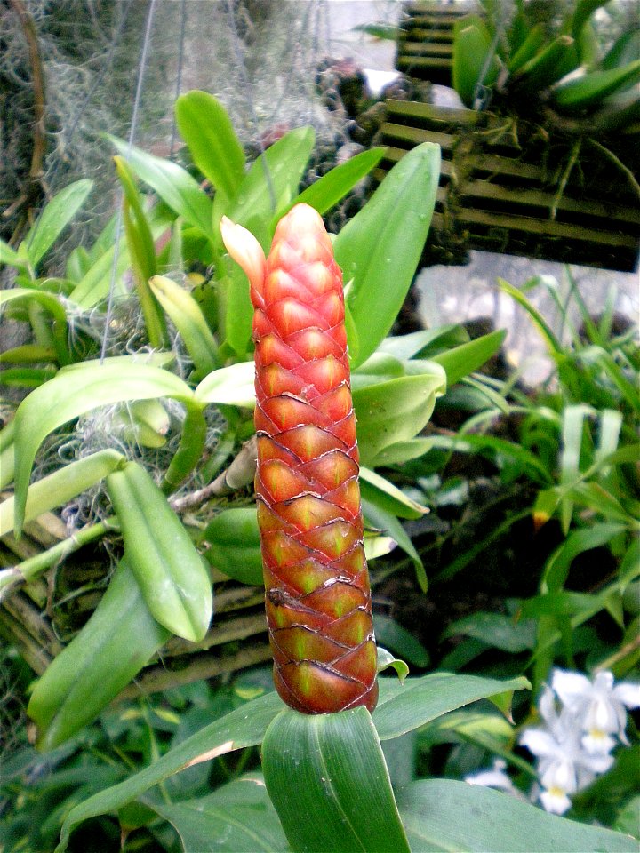 Costus spicatus, Spiked Spiralflag Ginger.