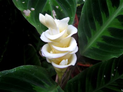 Calathea warscewiczii in the Auckland Wintergardens, New Zealand