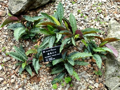 Plant specimen in the Kunming Botanical Garden, Kunming, Yunnan, China.