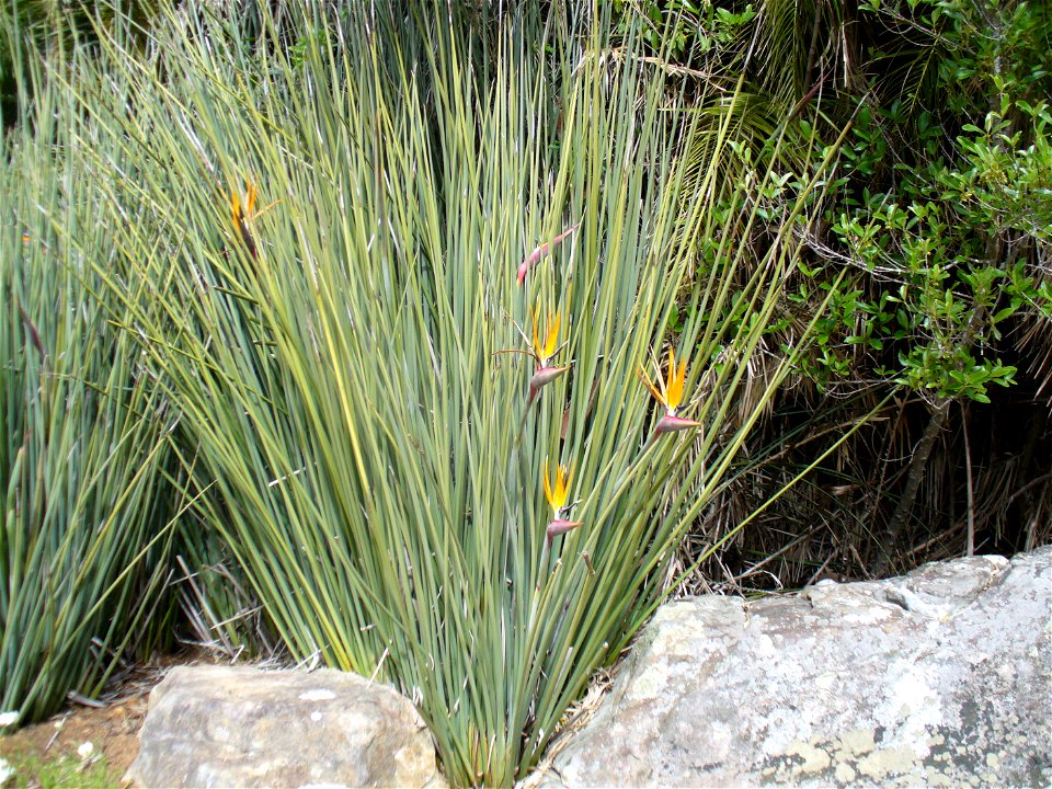 The Rush-leaved Strelitzia in the Kirstenbosch Botanical Gardens, Cape Town. This drought resistant Strelitzia occurs sparsely near Uitenhage, Patensie and just north of Port Elizabeth.