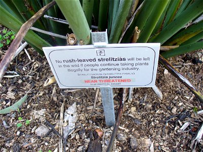 A warning sign in the Kirstenbosch Botanical Gardens, Cape Town: No Rush-leaved Strelitzias will remain the wild if people continue to remove them for horticultural purposes. This drought resistant St