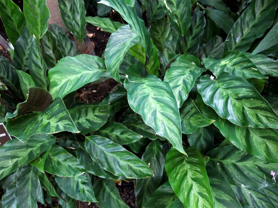 A photograph of Calathea louisae.