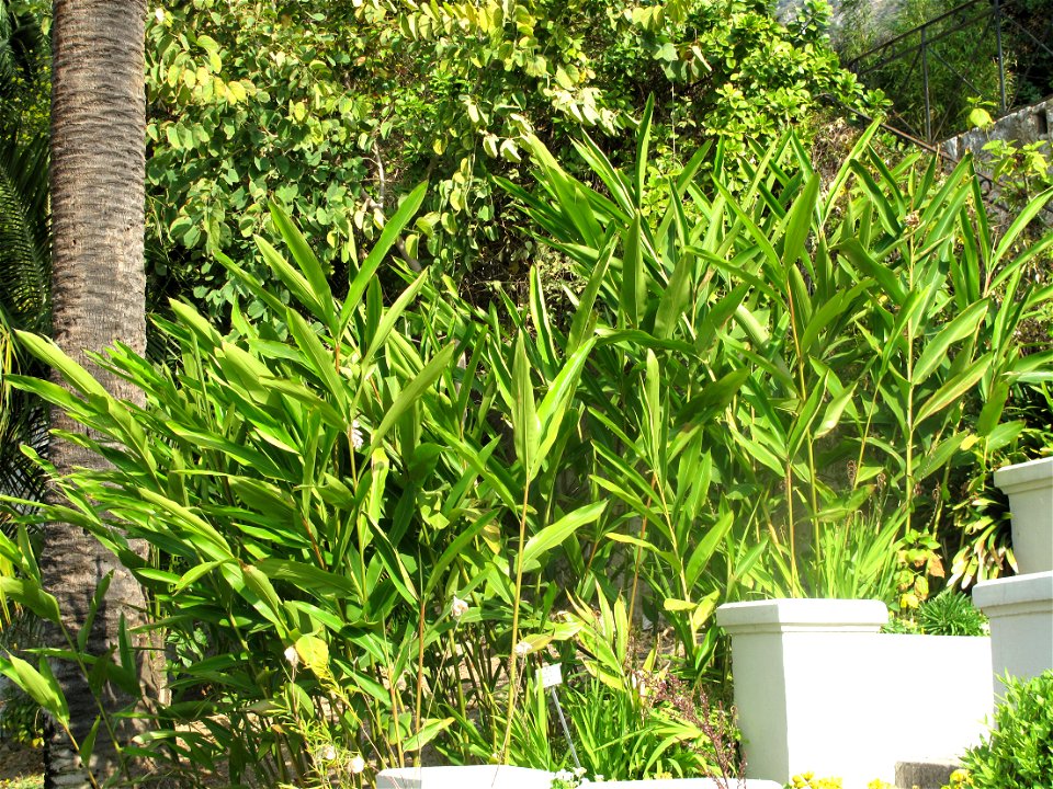 Alpinia nutans in the garden of the villa Maria Serena in Menton (Alpes-Maritimes, France). Identified by botanic label.